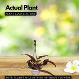 Philodendron Pink Princess - Live Plant with Hanging (Home & Graden)