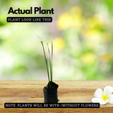 Rain Lily (Zephyranthes) Flowering/Ornamental Live Plant (Home & Garden)