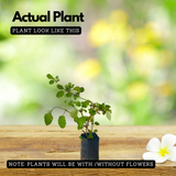 Thazhuthama (Boerhaavia Diffusa)Tamilama / Punarnava / Beshakapore / Medicinal Live Plant (Home & Garden)