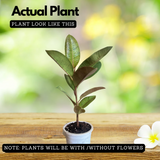 Rubber Plant Variegated (Ficus elastica) - Live Plant (Home & Garden)