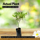 Red Tecoma / The Cape Honeysuckle (Tecoma capensis) Flowering/Ornamental Live Plant (Home & Garden)