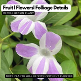 December Flower (Any Color) Live Plant (Barleria Cristata) Ornamental Flowering Shrub | Parvathy Poovu Plant for Home & Garden