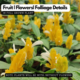 Lollipop Live Plant | Golden Shrimp Plant | Yellow Flowering Ornamental Shrub for Home & Garden