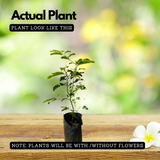 Sweet Tamarind / Madhura Puli / Valanpuli (tamarindus indica) (Grafted) Live Fruit Plant (Home & Garden)