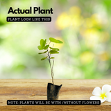 Flowering Plant Birth Star: Karthika (Plant: Mandaram / Bauhinia variegata) Flowering/Ornamental Live Plant (H&G)