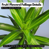 Dracaena Song of Jamaica Variegated Indoor Ornamental Live Plant (Home & Garden)