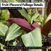 Calathea Lutea Red/ Wheat Calathea Lutea - Ornamental Live Plant (Home & Garden)