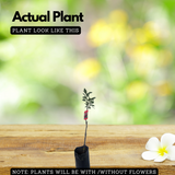 Japanese Babugosha Plant (Pyrus communis.) Fruit Live Plant (Home & Garden)