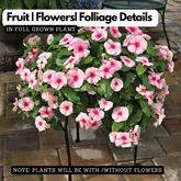 Hanging Vinca Live Plant (Any Colour) | Catharanthus Roseus | Ornamental Flowering Plant for Home & Garden
