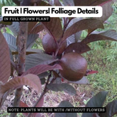 Beetroot Guava Live Fruit Plant (Home & Garden)