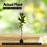 Nagpur Orange Grafted Live Fruit Plant (Home & Garden)