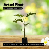 Heliconia Chartacea Sexy Pink (Genus Heliconia) Flowering/Ornamental Live Plant (Home & Garden)