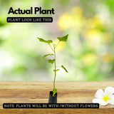 Poovarasu (Thespesia Populnea) Portia Tree / Pacific Rosewood, Flowering / Ornamental Live Plant (Home & Garden)