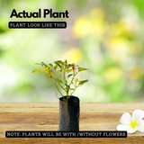 Ornamental Chilli Plant Fruit / Ornamental Live Plant (Home & Garden)