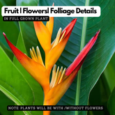 Heliconia Lady Diana (genus Heliconia) Flowering/Ornamental Live Plant (Home & Garden)
