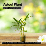 Alpinia Ginger (Alpinia purpurata) Medicinal / Ornamnetal Live Plant (Home & Garden)