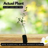 Butterfly plant(Crotalaria retusa) flowering Live Plant (Home & Garden)