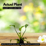 Water Hyacinth / Kulavazha (Eichhornia Crassipes) Live Plant (Home & Garden)