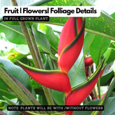 Heliconia Bihai Red (genus Heliconia) Flowering/Ornamental Live Plant (Home & Garden)