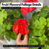 Geranium Live Plant (Any Colour) | Flowering Ornamental Plant for Home & Garden