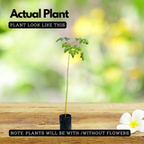 Birth Star : Shravishtha|Avittam|Dhanishta (Plant: Muringa-Moringa Oleifera|Prosopis Cineraria|Prosopis Spicigera|Prosopis Juliflora) (H&G)