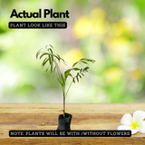 Foxtail Palm (Wodyetia Bifurcata) Ornamental Live Plant (Home & Garden)
