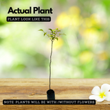 Birth Star : Hasta|Atham|Astham (Plant: Ambazham-Spondias Pinnata |Azadirachta Indica|Jasminum Grandiflorum) (Home & Garden)