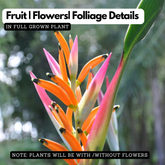 Heliconia Sassy Pink (genus Heliconia) Flowering/Ornamental Live Plant (Home & Garden)