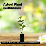 Pavizhamalli (Night Jasmine, Coral Jasmine) Jasmine Plant Flowering/Ornamental Live Plant (Home & Garden)