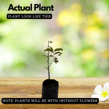 Kolpuli/Valampuli(Tamarindus indica L.) Live Fruit Plant (Home & Garden)