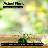 Nolina/Ponytail Palm(Beaucarnea recurvata)Ornamental Live Plant (Home & Garden)