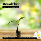 Robusta Banana Fruit Live Plant (Home & Garden)