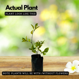 Sri Lankan Mulla (Jasminum multiflorum) Flowering/Ornamental Live Plant (Home & Garden)