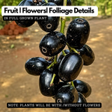 Thai King Njaval Live Plant | Thai King Jumbo Jamun Fruit Tree (Syzygium cumini) Fruit Live Plant (Home & Garden)