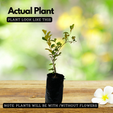 Malayalam Zodiac Sign (Rashi)– Chingam (Leo) Plant: Ber Apple / Indian Jujube / Ilanthapazham (Ziziphus mauritiana) Fruit Live Plant (Home & Garden)