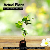 Eranthemum/Kodia Yellow(Pseudoeranthemum reticulatum) Flowering/Ornamental Live Plant (Home & Garden)