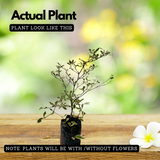 Terminalia Variegated Ornamental Live Plant (Home & Garden)