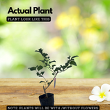 Manila cherry Fruit (Flacourtia SP) Fruit Plant (Home & Garden Plants)