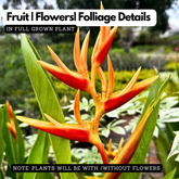 Water Heliconia (genus Heliconia) Flowering/Ornamental Live Plant (Home & Garden)