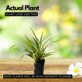 Chlorophytum Comosum Spider Plant Ornamental Live Plant (Home & Garden)