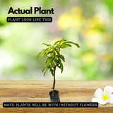 Himayat/Hamam/Imam Pasand Mango Plant (Mangifera indica) Grafted Fruit Live Plant (Home & Garden)