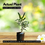 Flowering Plant Birth Star: Punartham (Plant: Yellow Arali / Nerium Oleander) Flowering / Ornamental Live Plant (H&G)