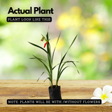 Gladiolus / Natal Lily / Sword Lily Flowering / Ornamental Live Plant (Home & Garden)