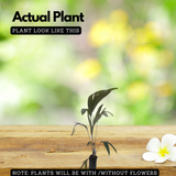 Honey Salak Fruit (Salacca Edulis) Seedling Fruit Plant (Home & Garden Plants)