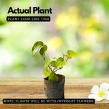 Vettila/Betel (Piper Betle) Leaf (Magai Paan)/Betel (Piper Betle) Leaf (Magai Paan) Ornamental / Medicinal Live Plant (Home & Garden)