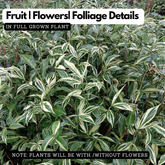 Costus Varigated Flowering/Ornamental Live Plant (Home & Garden)