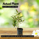 Melastoma (White) (Melastoma malabathricum) Flowering/Ornamental Live Plant (Home & Garden)