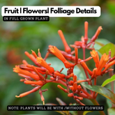 Hamelia Patens | Firebush, Hummingbird Bush, Scarlet Bush Flowering / Ornamental Live Plant (Home & Garden) (Copy)