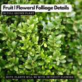 Boxwood Plant (Buxus) Live Plant | Evergreen Hedge & Topiary Plant | Outdoor Ornamental Live Plant (Home & Garden)