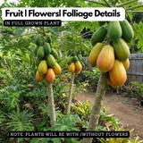 Red Lady Papaya Papita Fruit Live Plant (Home & Garden)